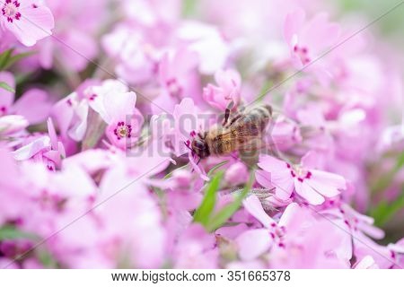 Honey Bee Collects Nectar And Pollen From Phlox Subulata, Creeping Phlox, Moss Phlox, Moss Pink, Or 