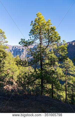 Scenic View On Caldera De Taburiente With Green Pine Forest, Ravines And Rocky Mountains Near Viewpo