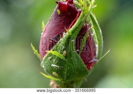 Aphids On A Rosebud. Parasitic Insects That Sucks Juice From Plants. Selective Focus.