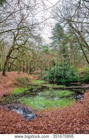Nature Park Zeisterbos Around Hertenkamp In Zeist, Netherlands
