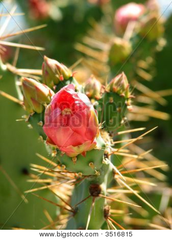 Opuntia