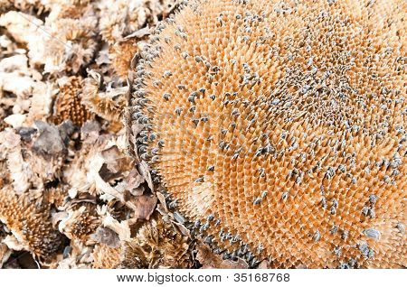 Sunflower Dry Background