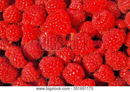 Red Fresh Juicy Raspberry, Heap Of Sweet Red Raspberries Close Up For Background