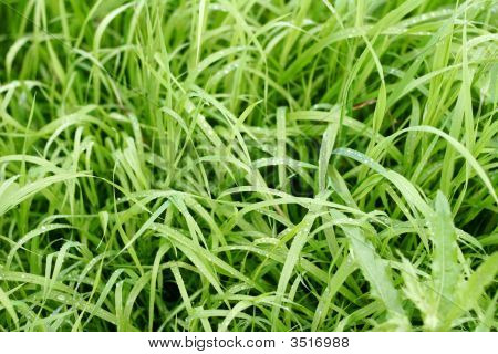 草纹理