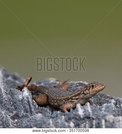 Leiocephalus Carinatus, Or Northern Curly-tailed Lizard Suns Itself On Fossilized Coral At Windley K