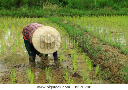 Ris plantering