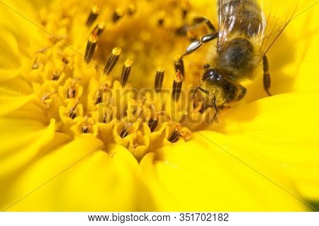 Macro Close Up Bee Collecting Nektar In Bright Yellow Sunflower
