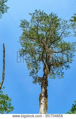 Forest Swamp Land In Okefenokee Swamp Park, Southern Georgia