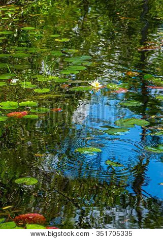 Forest Swamp Land In Okefenokee Swamp Park, Southern Georgia.