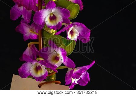 Close Up Beautiful Dendrobium On Black Background