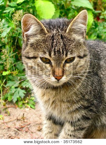 Europæiske kat tæt op