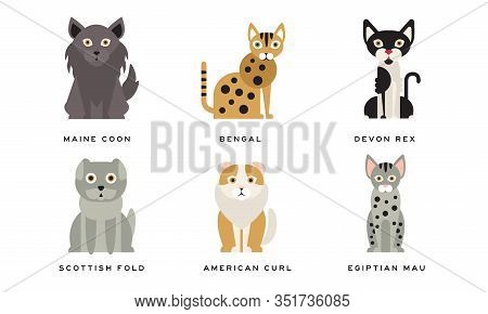 Collection Of Different Cats Breeds, Maine Coon, Bengal, Devon Rex, Scottish, Fold, American Curl, E