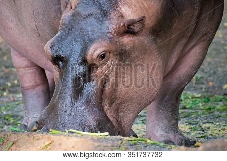 Close Up Hippopotamus In Vandalur Zoo In Chennai Tamil Nadu India