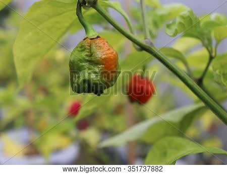 Red Hot Chilli Pepper Trinidad Scorpion Moruga Red On A Plant. Capsicum Chinense Peppers On A Green 