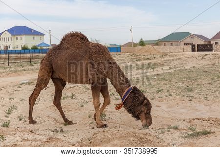 Camel Walking Near The Village In The Ustyurt Plateau. District Of Boszhir. The Bottom Of A Dry Ocea