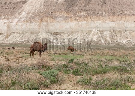 Camels In The Ustyurt Plateau. District Of Boszhir. The Bottom Of A Dry Ocean Tethys. Kazakhstan