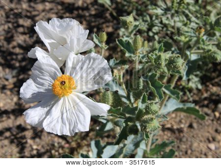 Papavero di fichi d'India