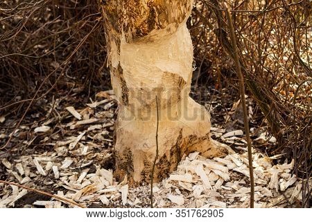 Damage To Trees Beavers. Negative Activity Of Beavers In The Woods