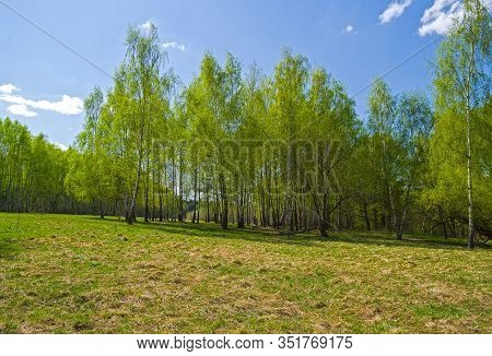 Birch Grove With Bright Green Young Foliage. Bitsa Park, Moscow, Russia. Sunny Day At The End Of Apr