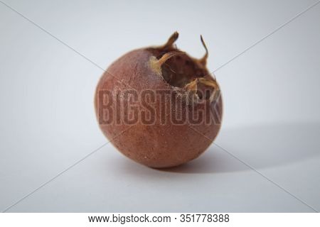 Medlar Fruit Mespilus Germanica . Watercolor Hand Drawn Ripened Fruit Medlar Mespilus Germanica, Kno
