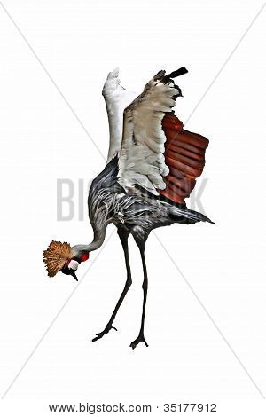 African Crowned Crane Isolated On White