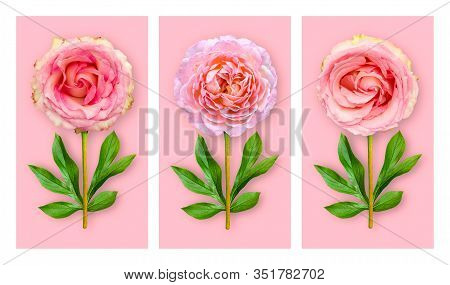 Three Offbeat Flowers On A Pastel Pink Background. Composition Of Pink Roses With Peony Leaves. Art 