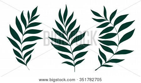Vector Leaves Set. Botanical Illustration. Hand Drawn Leaf. Spring Set