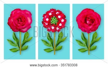 Three Offbeat Flowers On A Blue Background. Composition Of Light Red Roses And Verbena With Peony Le