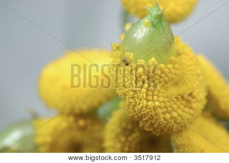 Rainfarn mit einem starken Geruch