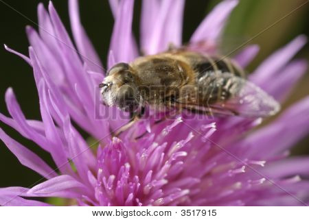 Biene Blume