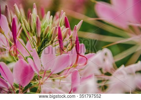CLEOME SPINOSA LINN is another beautiful flower. Fast growing and therefore planted