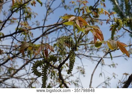 Aments And Fresh Leaves Of Walnut Tree Against The Sky In April