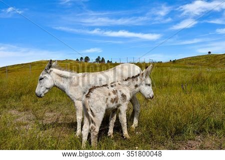 A Mother And Foal Wild Burro In Custer State Park, South Dakota