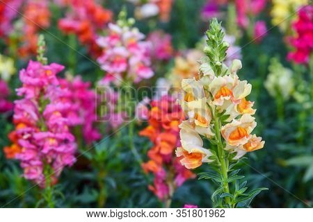 Beautiful Antirrhinum Majus Dragon Flower Is Blooming In The Garden.