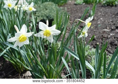 Several White Flowers Of Narcissuses In April