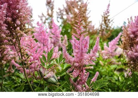 Ornamental Panicles Of Pink Flowers Of Astilbe