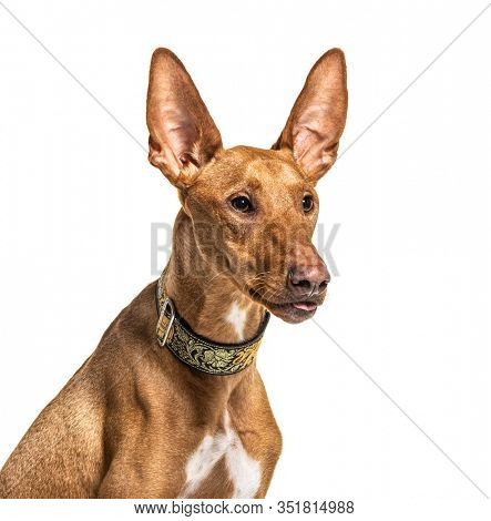 Close-up on a Podenco, isolated on white