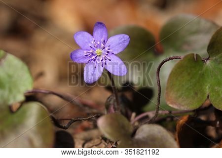 Hepatica Triloba, Liverwort Wild Flowerin The Spring Meadow
