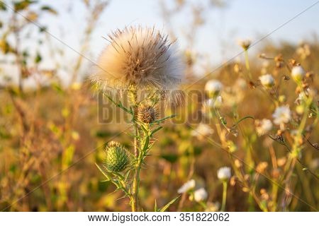 Flower In Garden At Sunny Summer Or Spring Day. Flower For Postcard Beauty Decoration And Agricultur