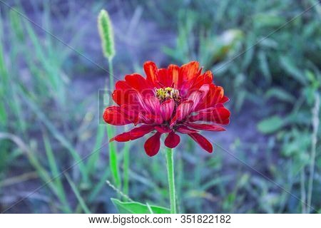 Red Flower. Flower In Garden At Sunny Summer Or Spring Day. Flower For Postcard Beauty Decoration An