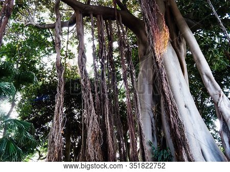 Ficus Macrophylla Columnaris The Giant Fig Tree With Air Roots