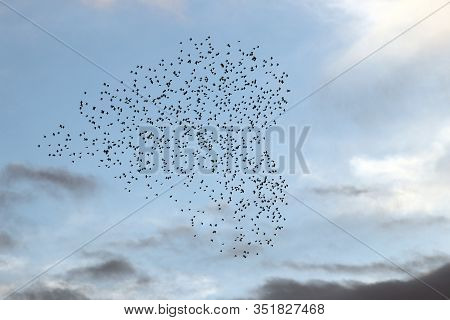 A Murmuration Of Starlings In A Heart Shaped Formation In The Sky