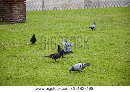 The Early Bird Gets The Worm. Rock Doves. Gray Pigeons On Green Grass. Pigeon Birds On Lawn In Summe
