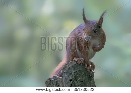 Curious Beautiful And Cute Eurasian Red Squirrel (sciurus Vulgaris) On A Tree Trunk In The Forest Of