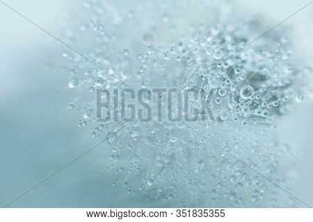Beautiful Dew Drops On A Dandelion Seed Macro.