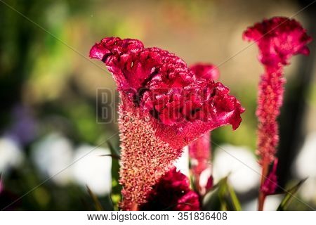 A Photo Of A Flower Celosia Comb. Largly.