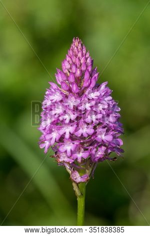 Close Up Of A Pyramid Orchid (anacamptis Pyramidalis) In Bloom