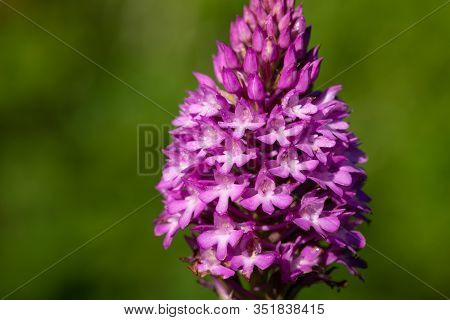 Pyramid Orchid (anacamptis Pyramidalis)