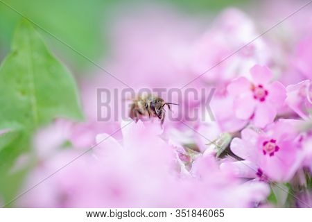 Honey Bee Collects Nectar And Pollen From Phlox Subulata, Creeping Phlox, Moss Phlox, Moss Pink, Or 