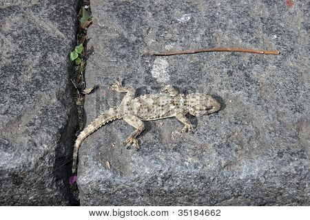 Urban Gecko